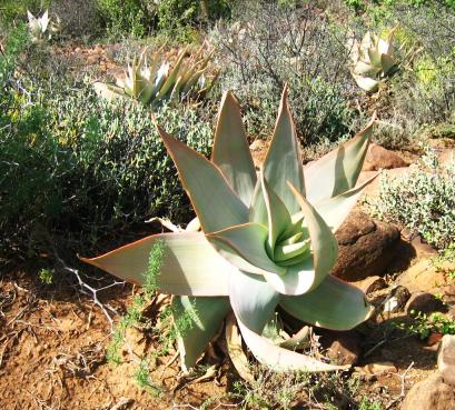 Aloe striata in Graaff-Reinet, photographed by Retha Wareham